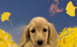 ミニチュア・ダックスフンド