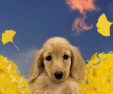 ミニチュア・ダックスフンド