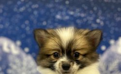 MIX(父：ポメラニアン×母：スピッツ)