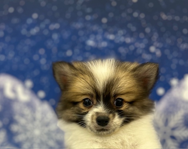 MIX(父：ポメラニアン×母：スピッツ)