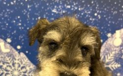 ミニチュアシュナウザー