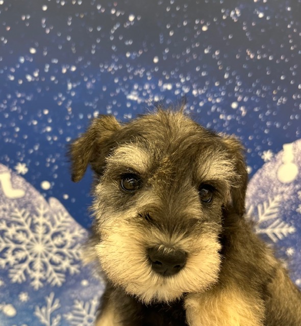 ミニチュアシュナウザー