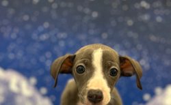 イタリアン・グレイハウンド