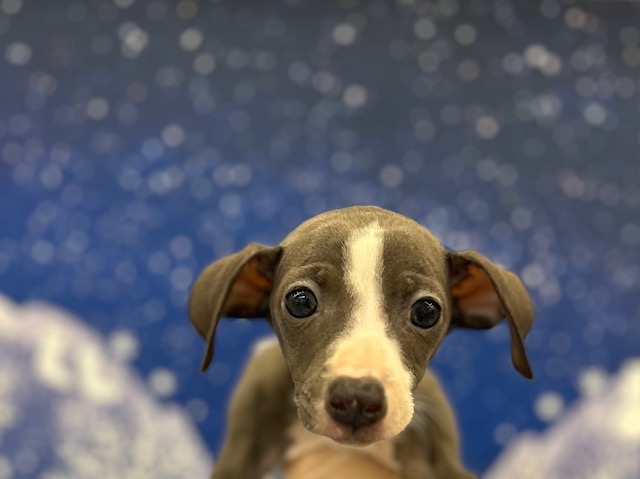 イタリアン・グレイハウンド