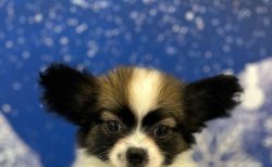 ＭＩＸ(父：パピヨン　母：チワワ)