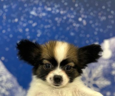 ＭＩＸ(父：パピヨン　母：チワワ)