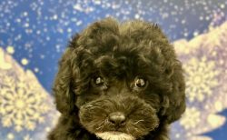 トイ・プードル