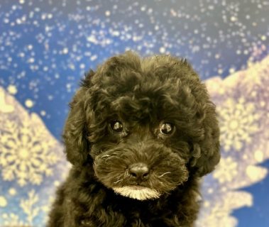 トイ・プードル