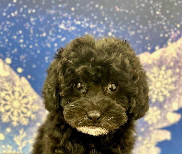 トイ・プードル