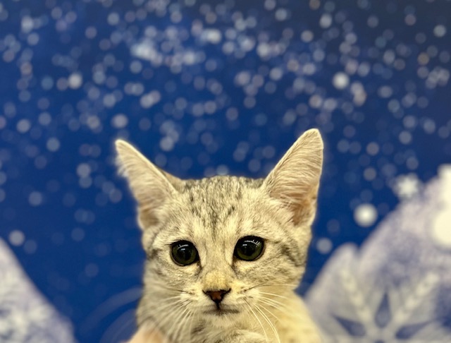 エジプシャンマウ