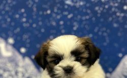 ＭＩＸ(チワワ×シーズー)