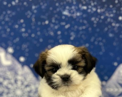 ＭＩＸ(チワワ×シーズー)