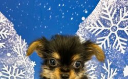 MIX(父チワワ×母ヨークシャーテリア)