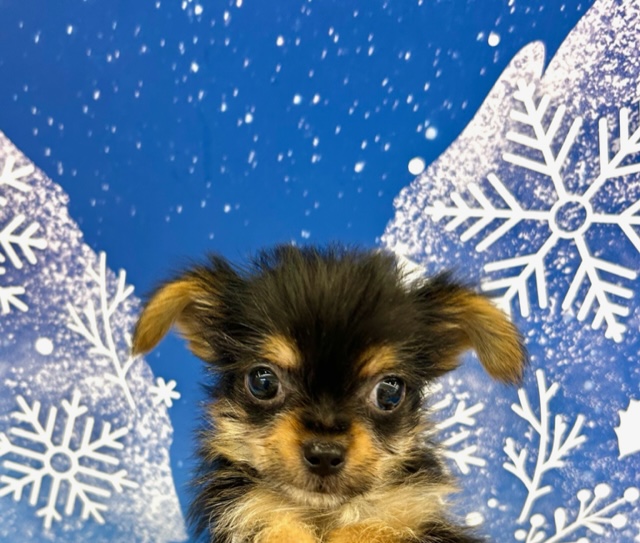 MIX(父チワワ×母ヨークシャーテリア)