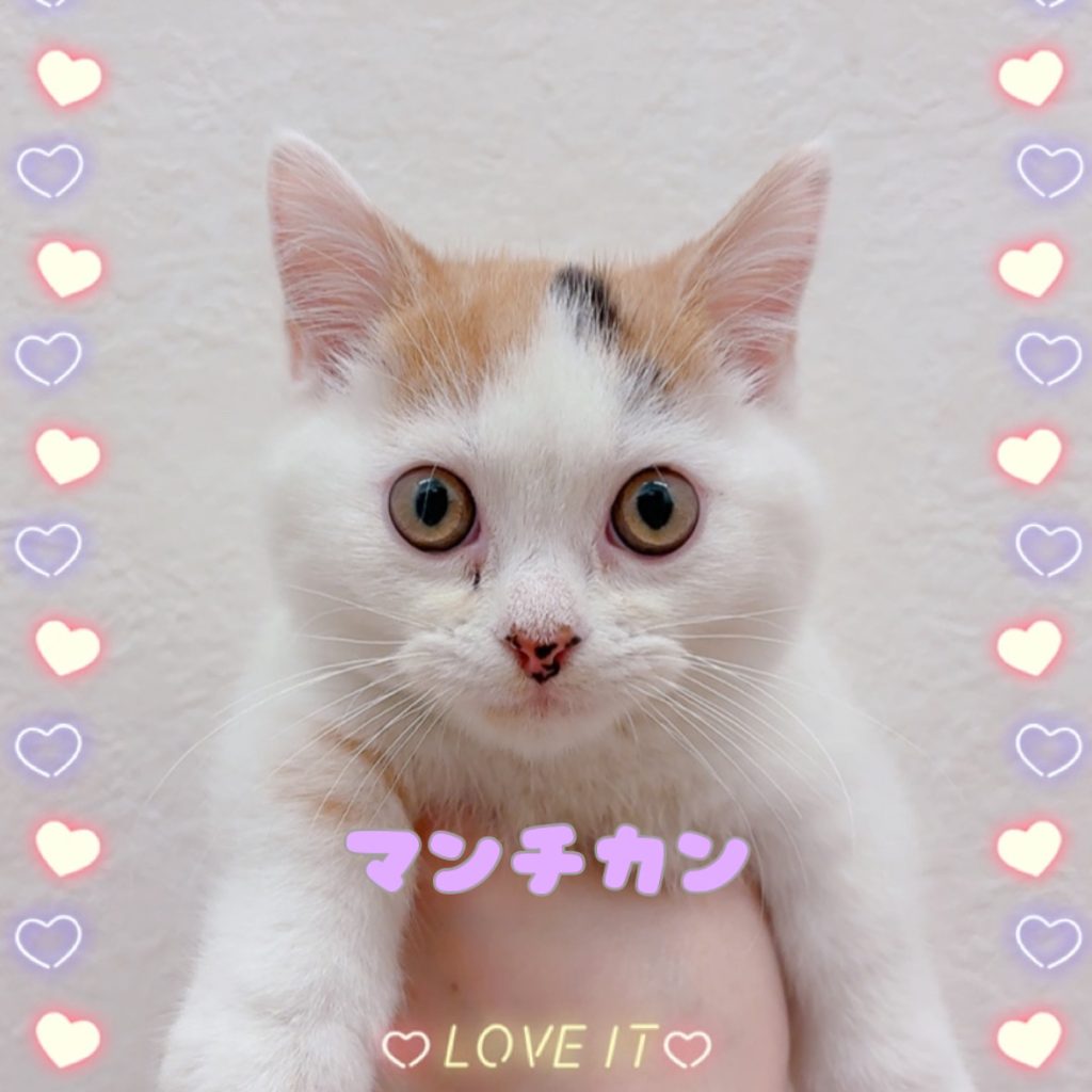 ネコちゃんの紹介です