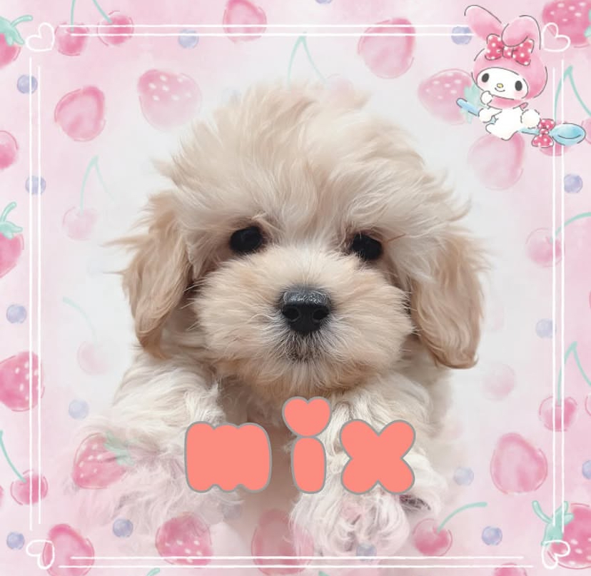 わんちゃんのご紹介です