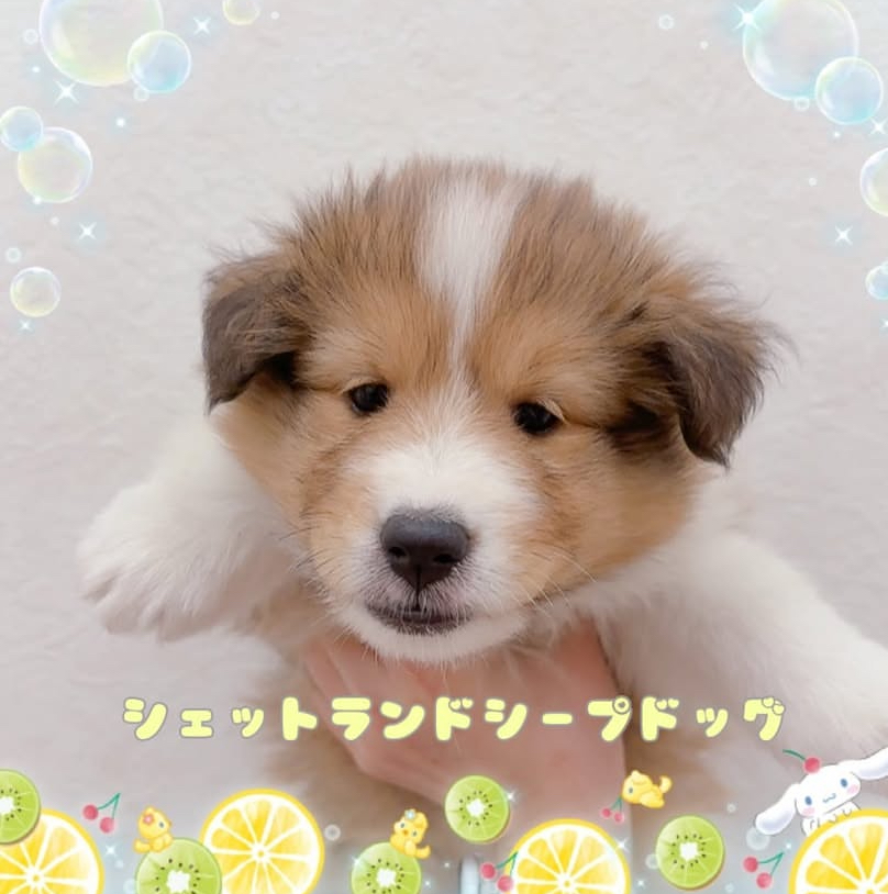 わんちゃんのご紹介です