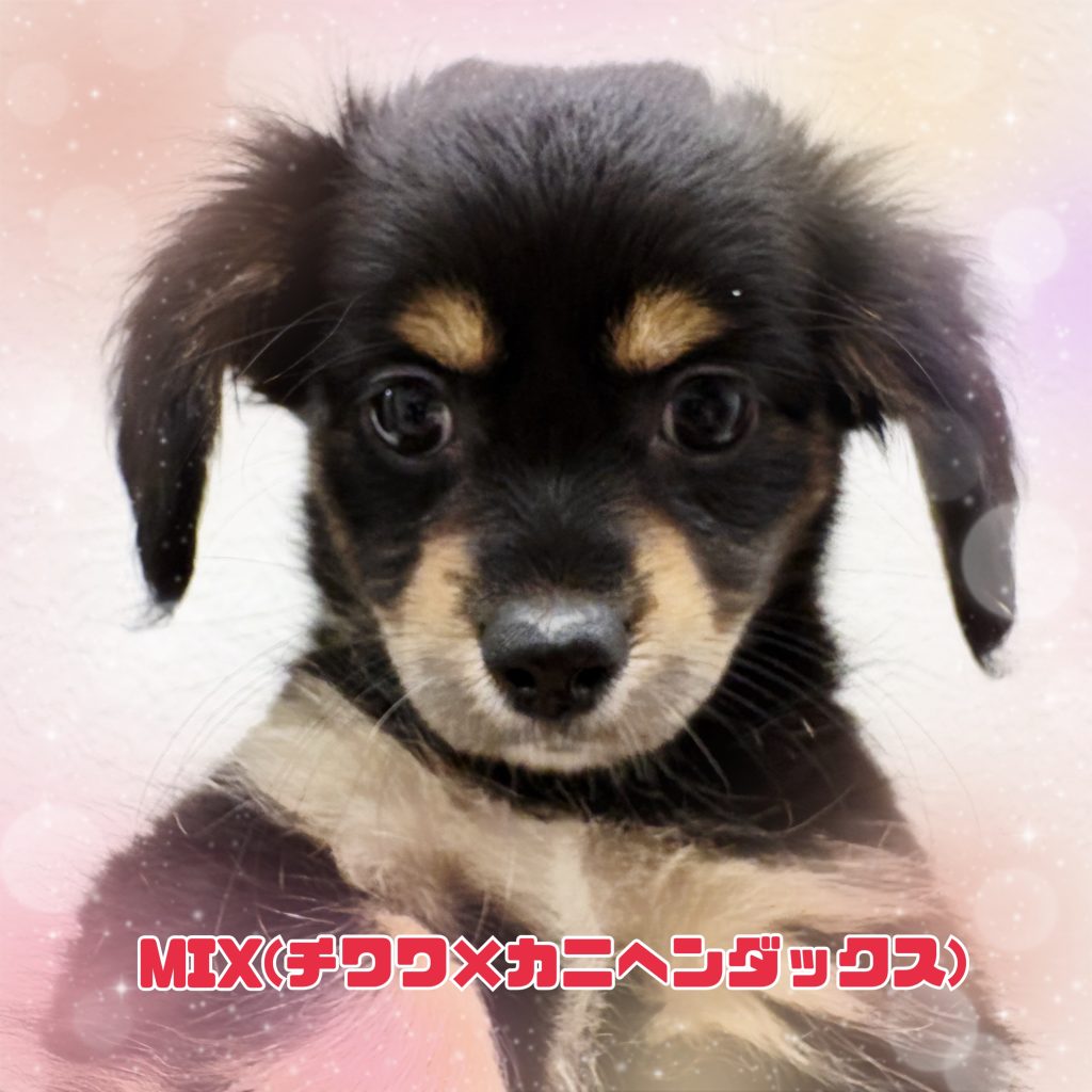 わんちゃんのご紹介です