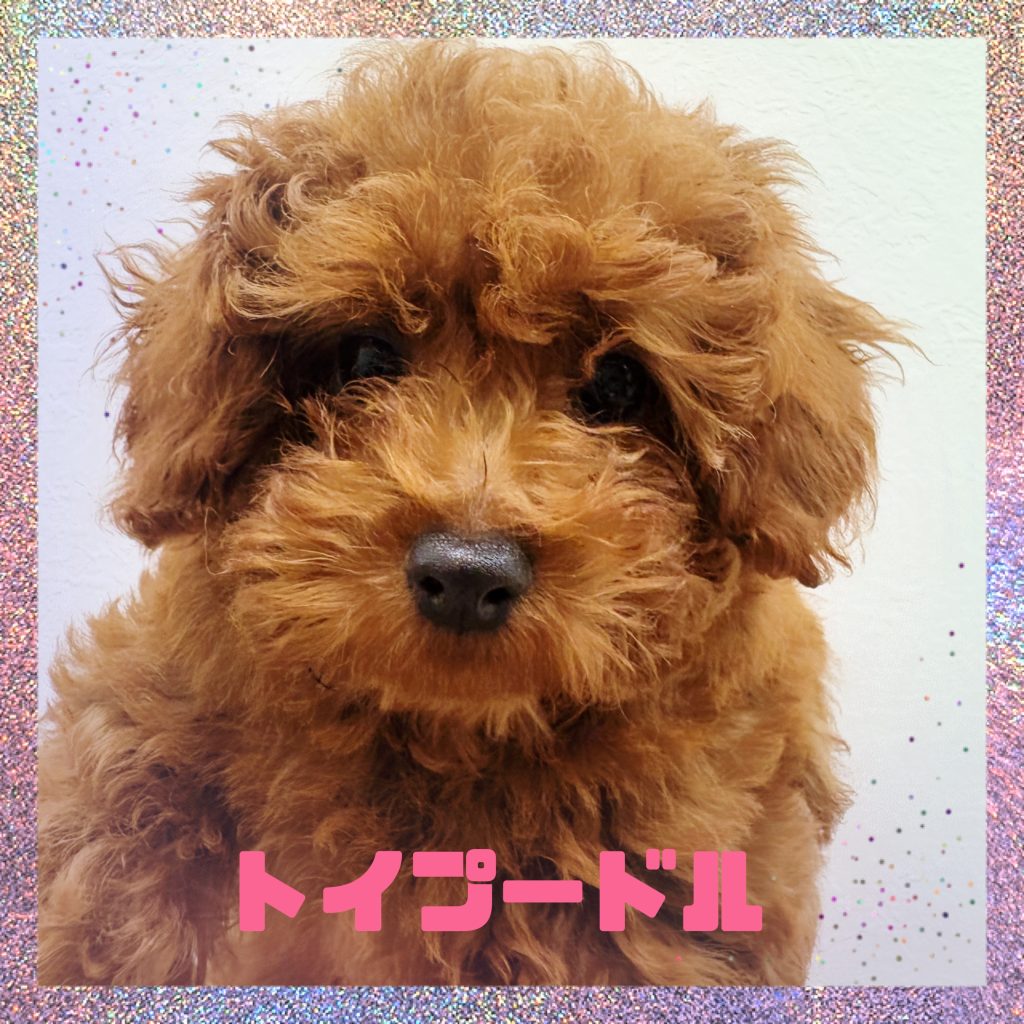 わんちゃんのご紹介です