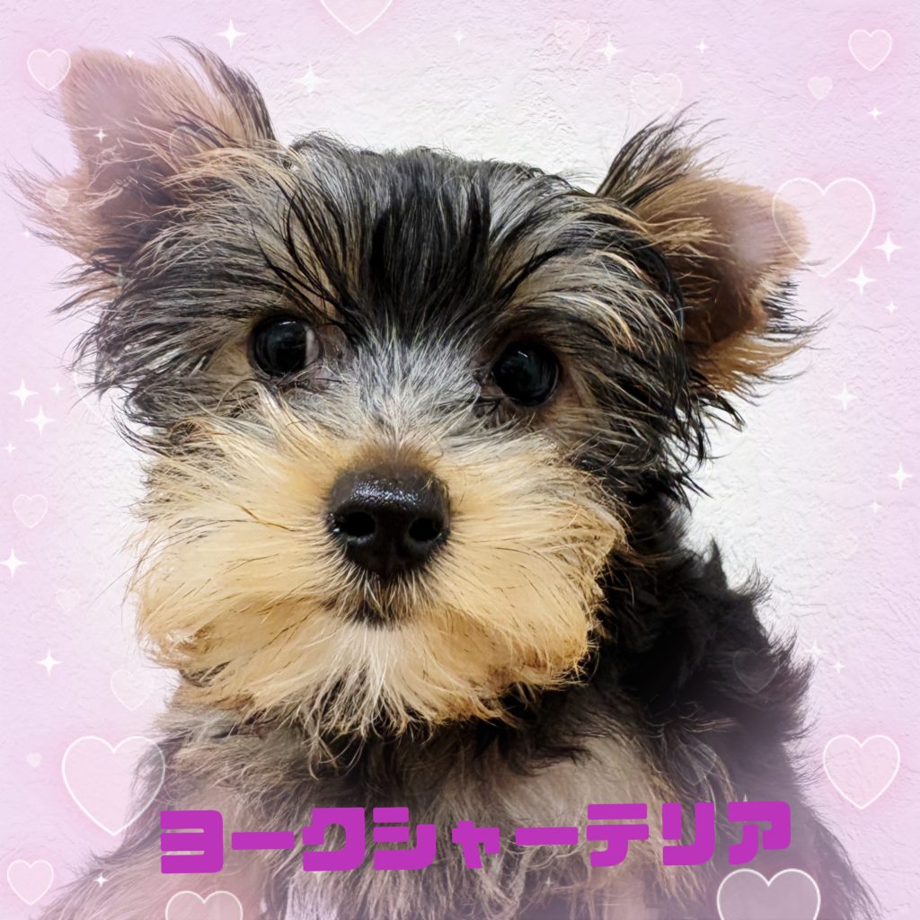 わんちゃんのご紹介です