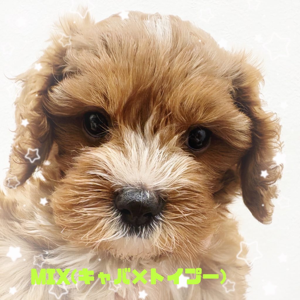 新入生のご紹介です