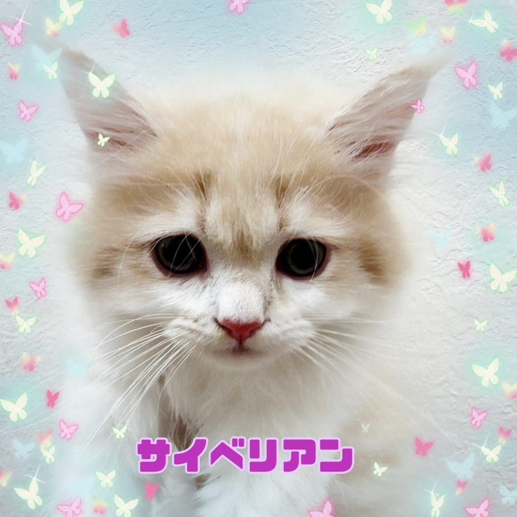 新入生のご紹介です