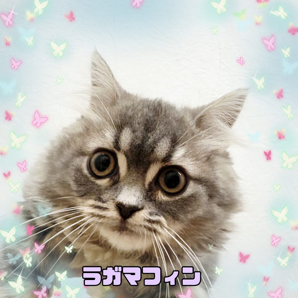 新入生のご紹介です