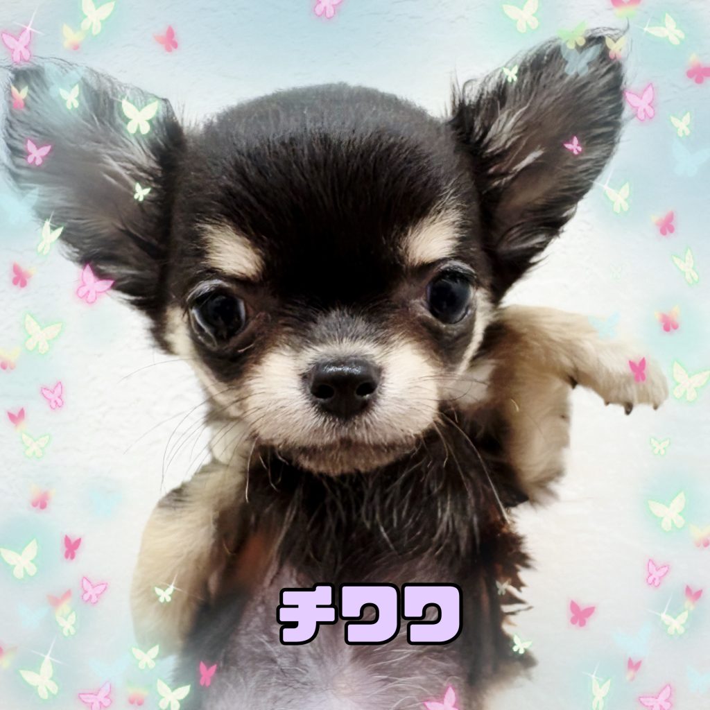 新入生のご紹介です