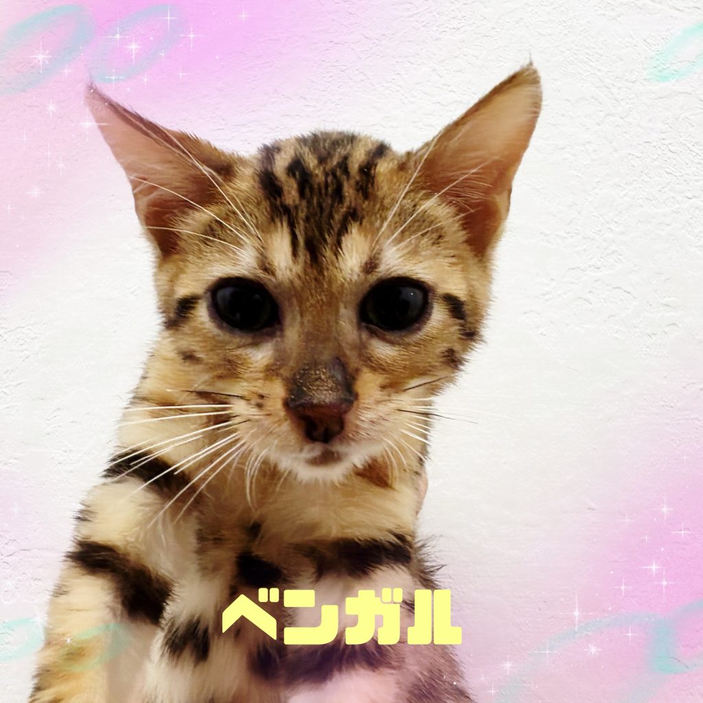 ネコちゃんのご紹介です