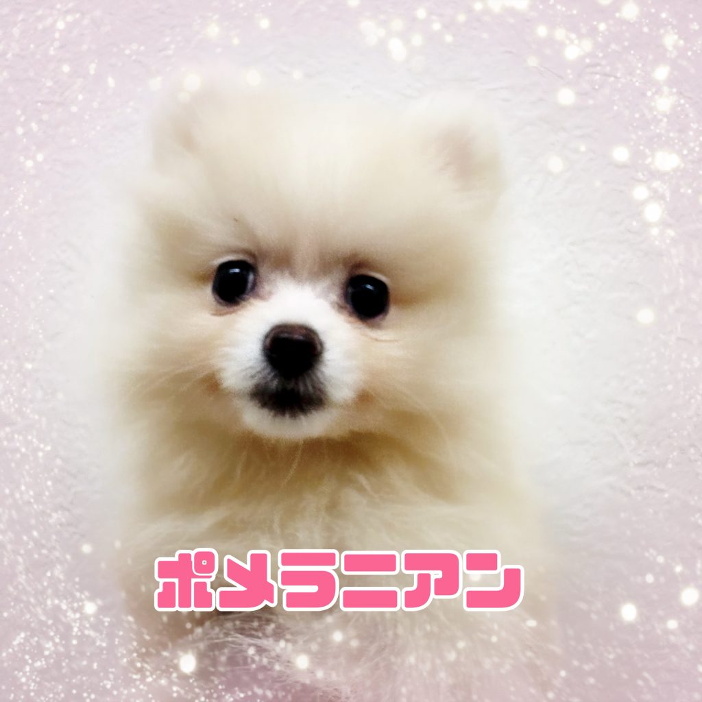 わんちゃんのご紹介です