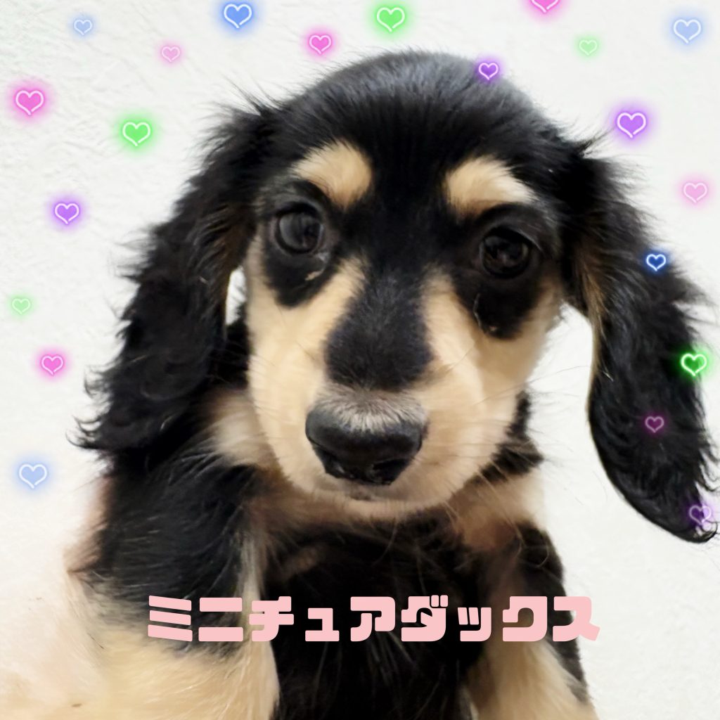 わんちゃんのご紹介です