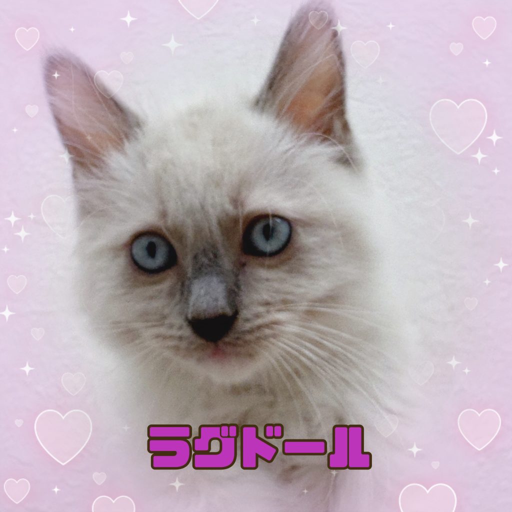 ネコちゃんのご紹介です