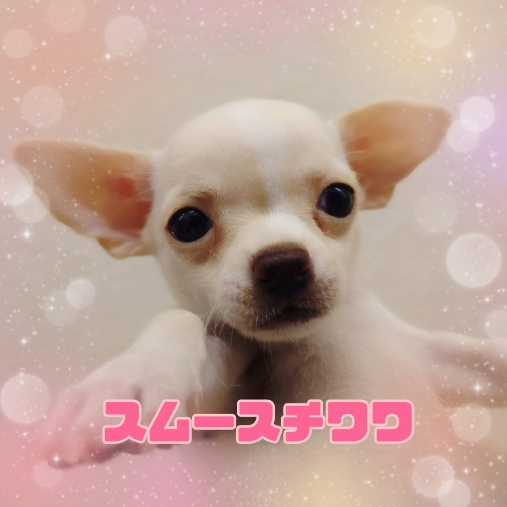 わんちゃんのご紹介です