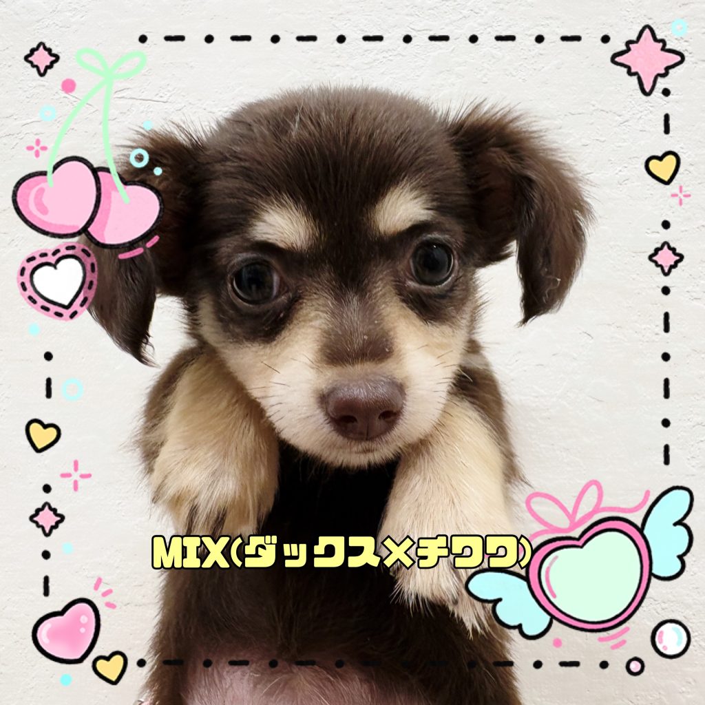 わんちゃんのご紹介です
