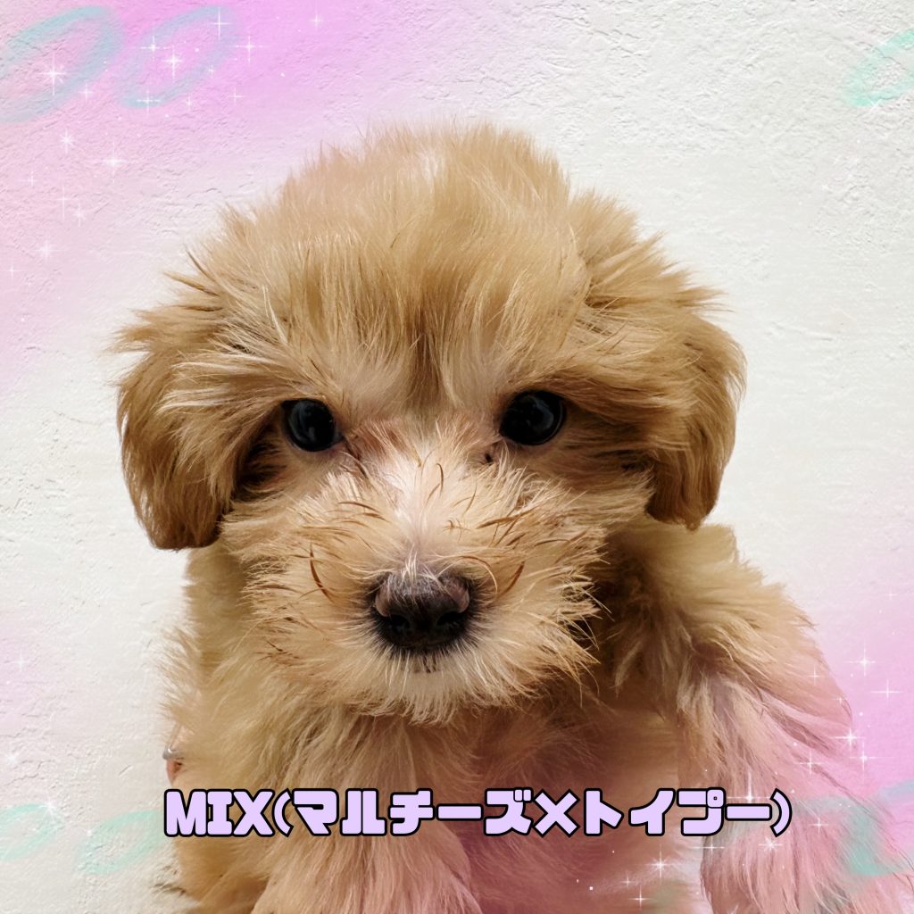 わんちゃんのご紹介です