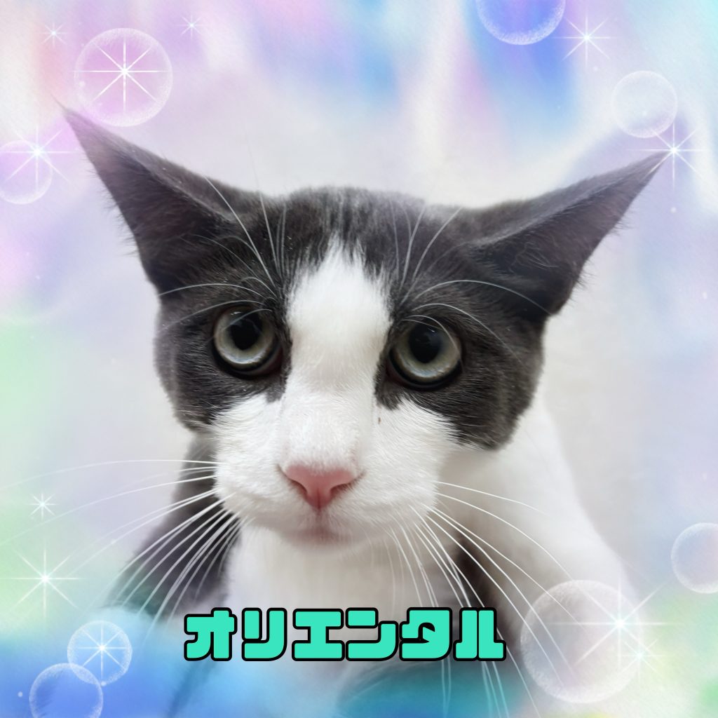 ネコちゃんのご紹介です