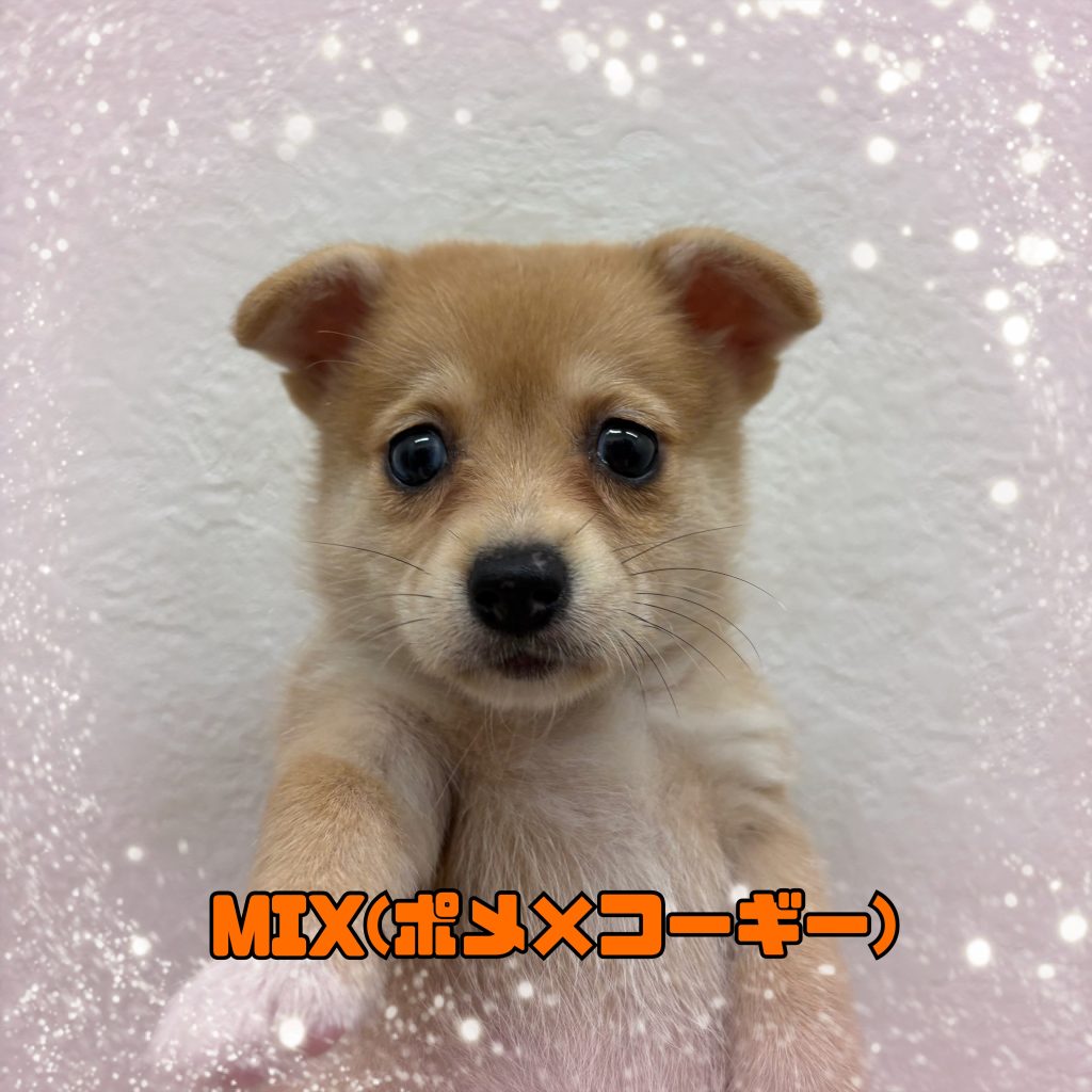 新入生のご紹介です