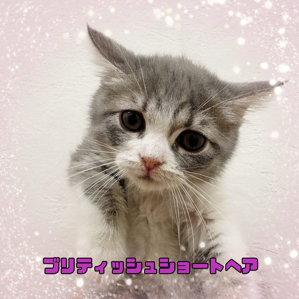 新入生のご紹介です