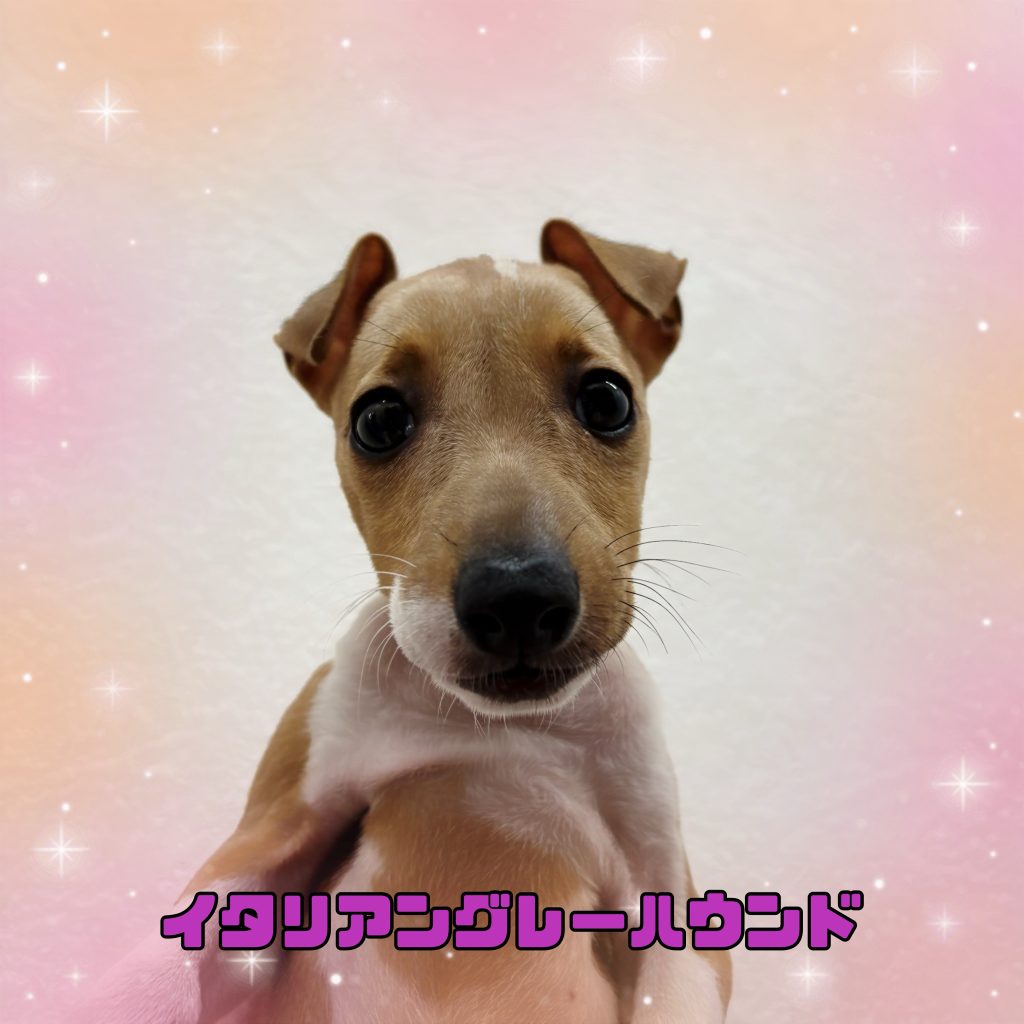 わんちゃんのご紹介です