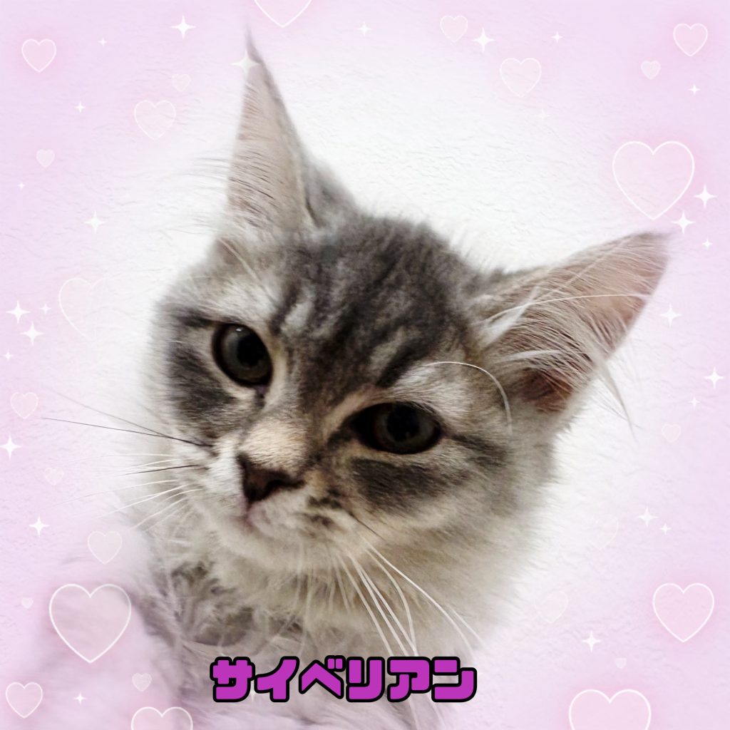 猫ちゃんのご紹介です